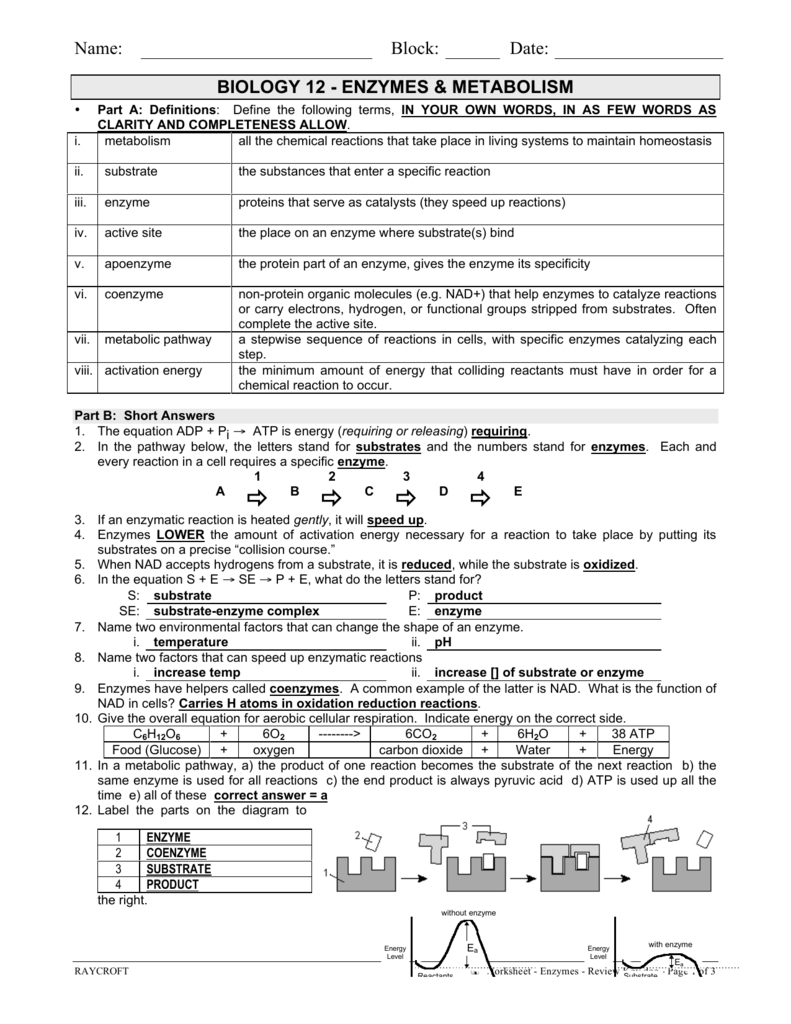 Enzym Worksheet Key With Enzyme Graphing Worksheet Answer Key