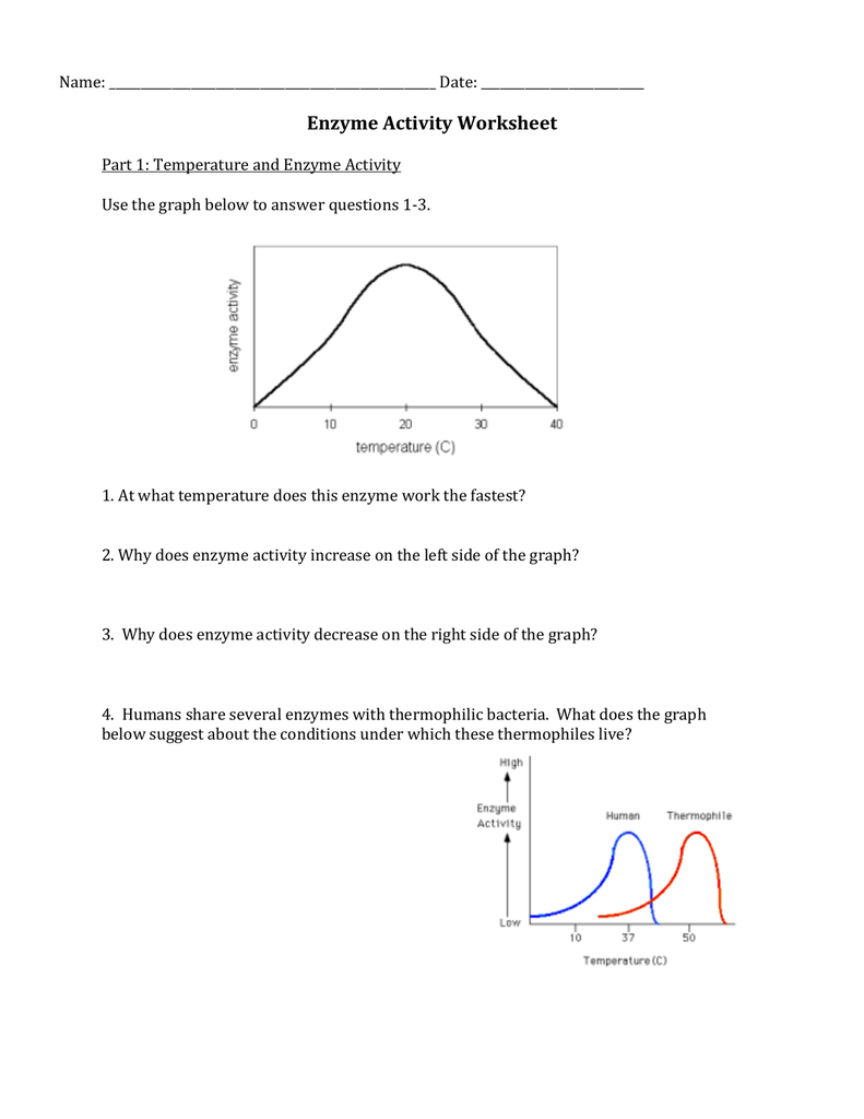 Enzyme Activity Worksheet Together With Enzyme Graphing Worksheet Answer Key