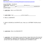 Enzyme Webquest 840 With Enzyme Virtual Lab Worksheet Answers