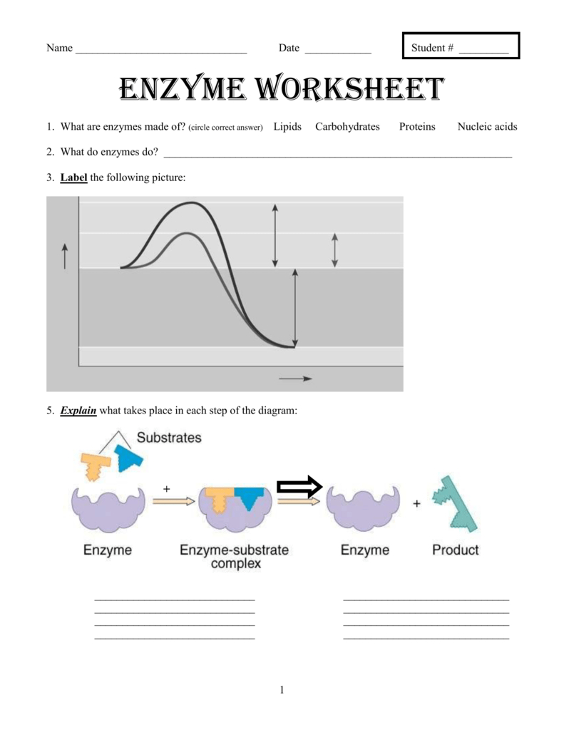 Enzyme Worksheet For Enzyme Reactions Worksheet