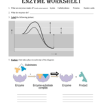 Enzyme Worksheet Throughout Biology Enzymes Worksheet Answers