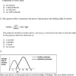 Enzymes Practice Enzyme Practice Worksheet New Writing Linear With Regard To Enzyme Practice Worksheet