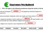 Enzymes Worksheet Catalyst Amino Acids Different Function  Ppt Download Within Enzyme Reactions Worksheet