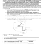 Enzymes Worksheet Or Enzyme Reactions Worksheet