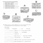 Epithelial Tissue Worksheet Anatomy For Epithelial Tissue Coloring Worksheet
