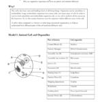 Eukaryotic Cell Structure Organelles In Animal For Animal And Plant Cells Worksheet Answers