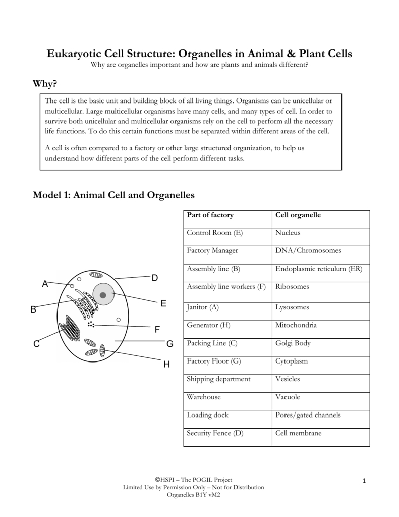 Eukaryotic Cell Structure Organelles In Animal In Organelles In Eukaryotic Cells Worksheet