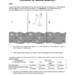 Evolutionnatural Selection With Evolution By Natural Selection Worksheet Answer Key