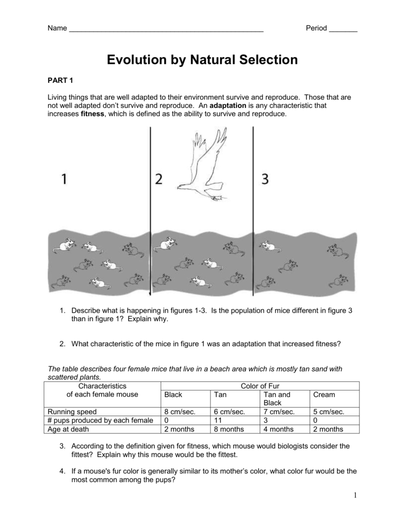 Evolutionnatural Selection With Evolution By Natural Selection Worksheet Answer Key