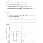 Excretory System Worksheet  Free Esl Printable Worksheets Made As Well As Urinary System Activity Worksheet