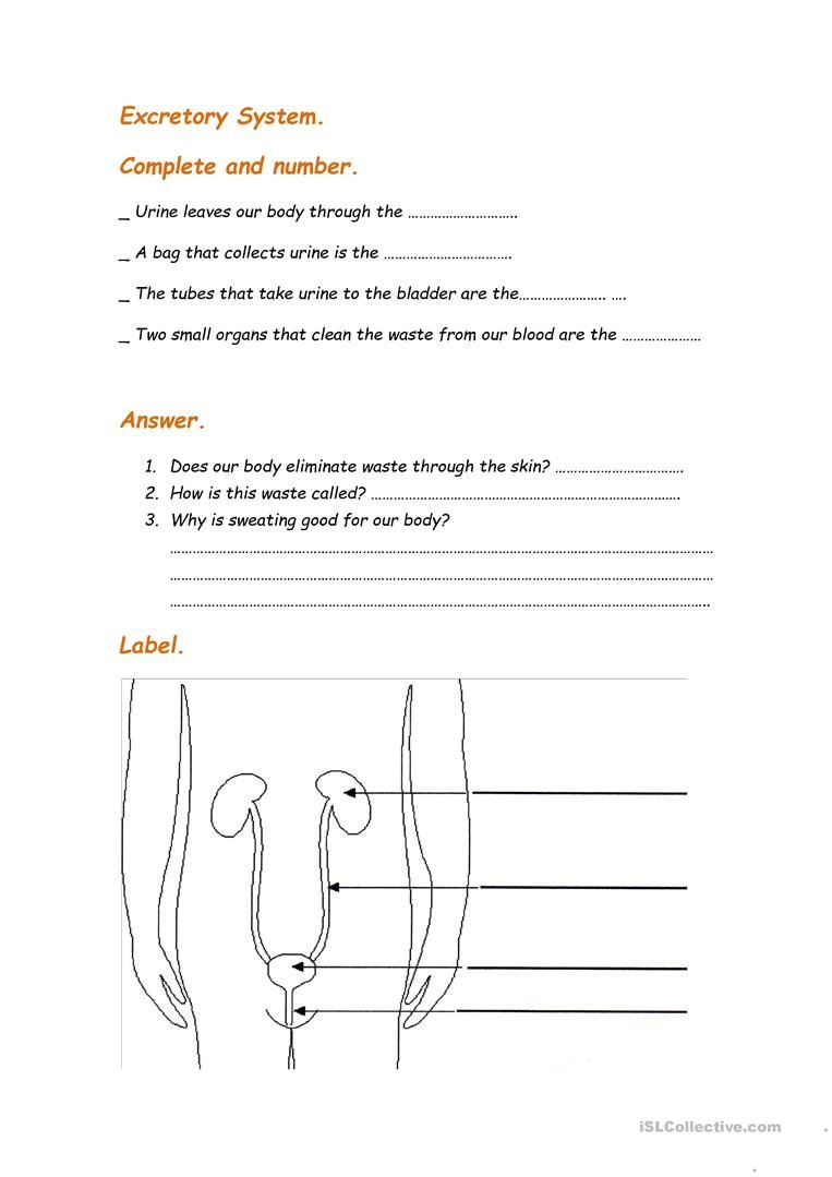 Excretory System Worksheet  Free Esl Printable Worksheets Made As Well As Urinary System Activity Worksheet