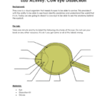 Eye Dissection Together With Cow Eye Dissection Worksheet