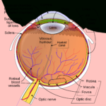 Eye  Wikipedia Or The Eye And Vision Anatomy Worksheet Answers