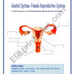 Female Genital Systemfemale Reproductive System  Esl Worksheet Also Female Reproductive System Worksheet