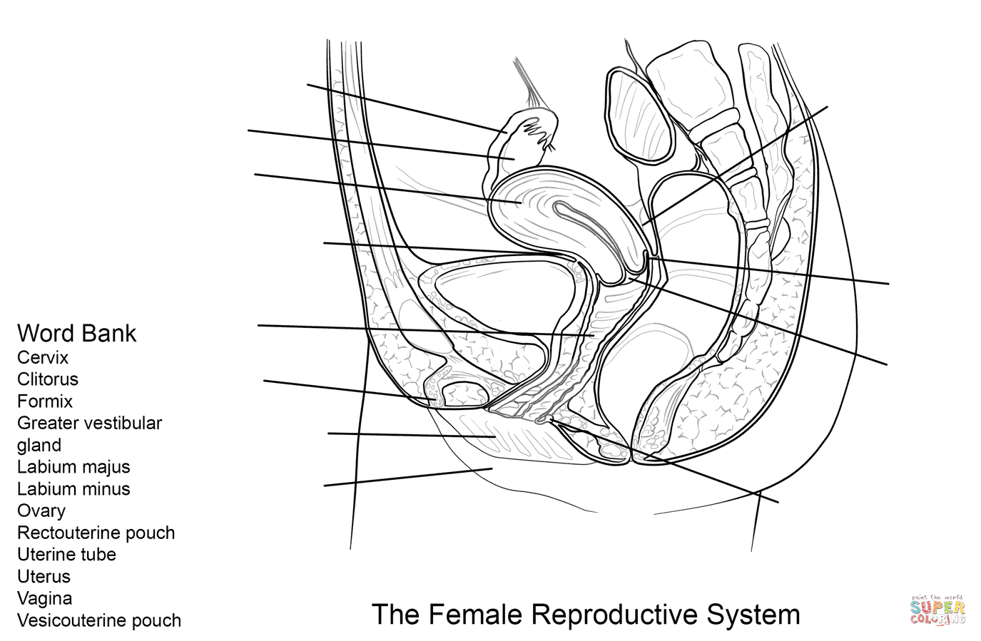 Female Reproductive System Worksheet Coloring Page  Free Printable Along With Female Reproductive System Worksheet