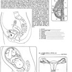 Femaleworksheetrhanatomychartclasscomthehumanreproductive As Well As Female Reproductive System Worksheet