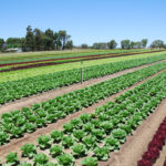Fertiliser Calculator | Agriculture And Food Pertaining To Fertilizer Calculator Spreadsheet