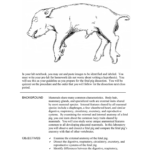 Fetal Pig Dissection – Lab Guideline For Fetal Pig Dissection Worksheet Answers