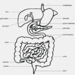 Fetal Pig Dissection Mouth Diagram – Brixham Images Inside Fetal Pig Dissection Worksheet Answers