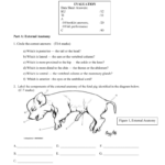 Fetal Pig Dissection Workbooklet With Fetal Pig Dissection Worksheet Answers