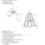 Fetal Pig Dissection Worksheet Also Fetal Pig Dissection Worksheet Answers