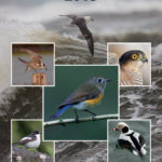 Fife With British Bird List Spreadsheet