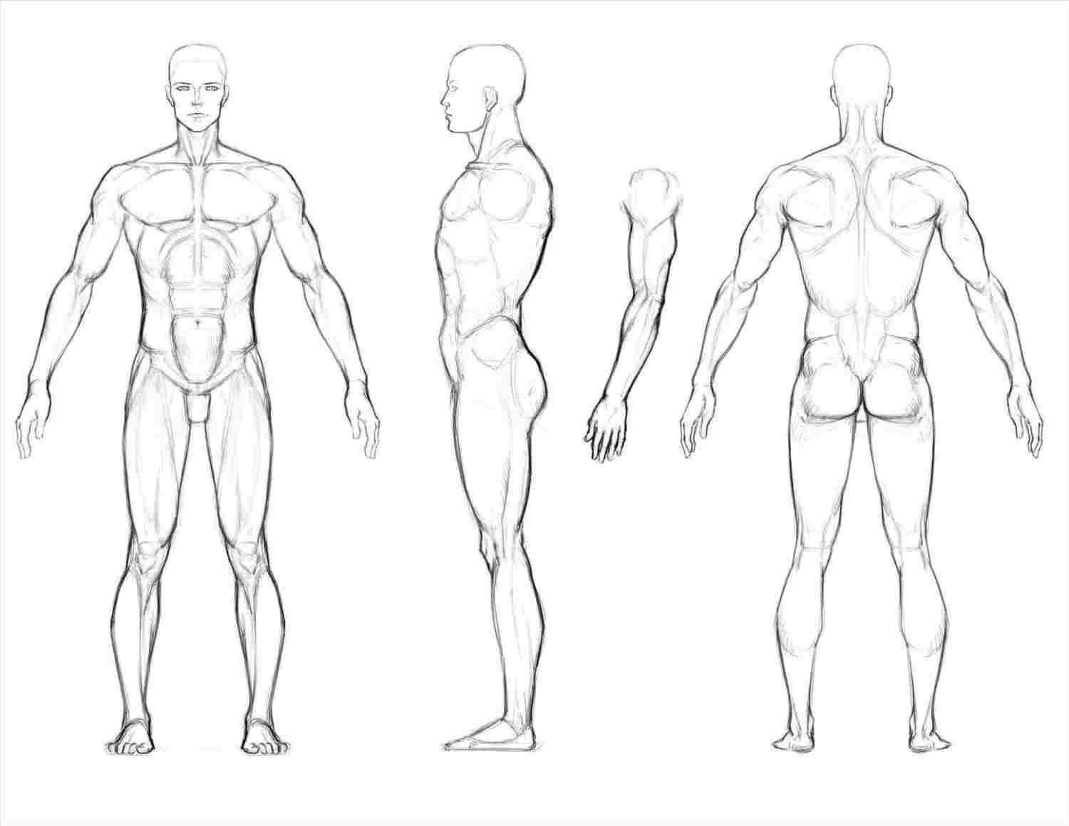 Figure Drawing Proportions Body Drawing Worksheet And Figure Drawing Proportions Worksheet