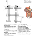 Find The Digestive System Words Below In The Grid To The Left Together With Digestive System Worksheet Answer Key
