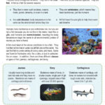 Fish Lesson Plan  Clarendon Learning For Freshwater And Saltwater Worksheets For 2Nd Grade