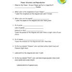 Flower Structure And Reproduction Report And Flower Anatomy Worksheet Key