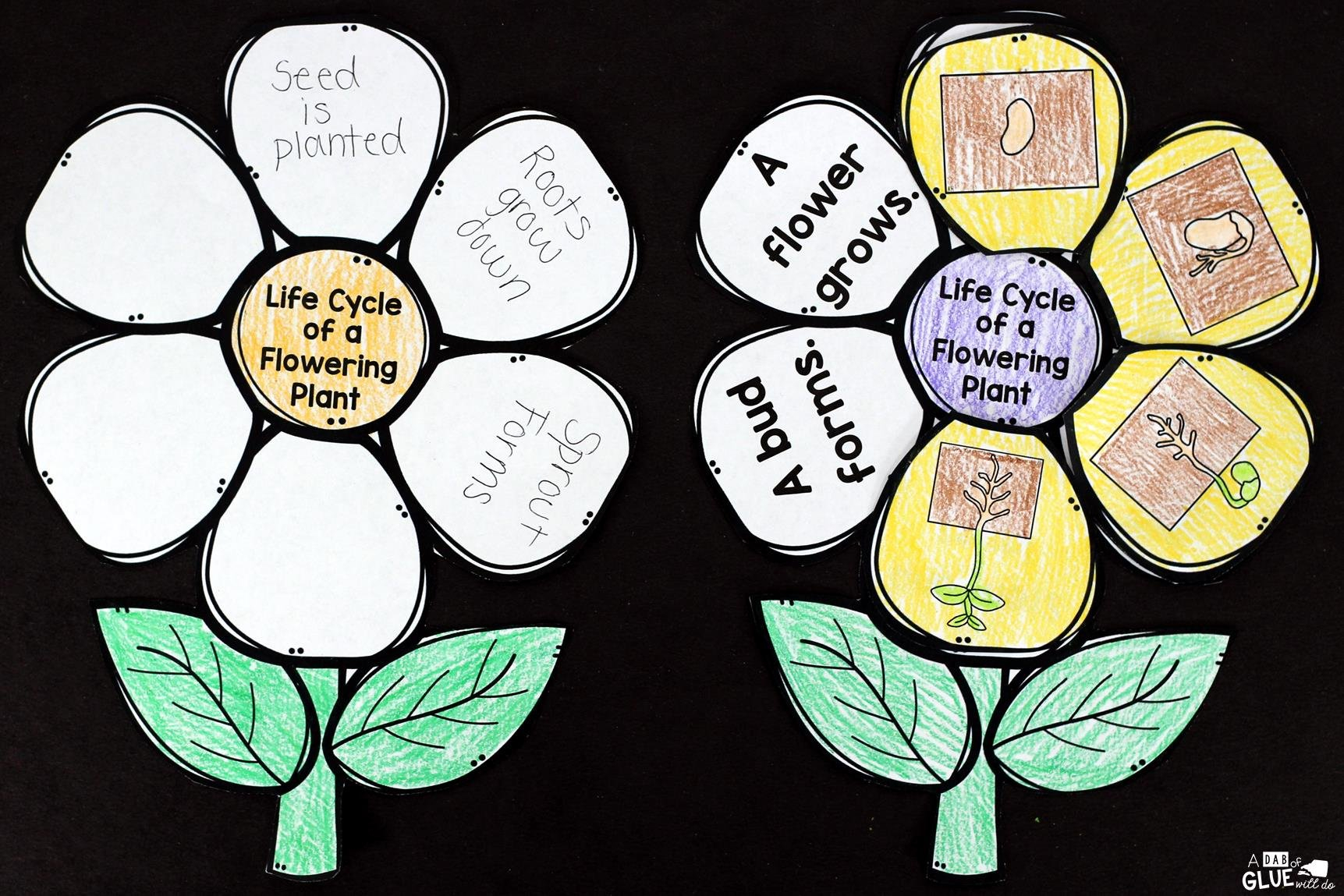 Flowering Plant Life Cycle Craftivity Or Plant Life Cycle For Kindergarten Worksheet