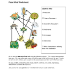 Food Chain Coloring Pages Elegant Food Web Worksheets Food Web For Food Chain Worksheet