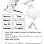Food Chain Food Chain Worksheet 5Th Grade Outstanding Homophones Along With Food Chain Worksheet 5Th Grade