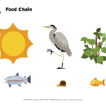 Food Chain Image Worksheet  Brainpop Educators Inside Food Chain Worksheet Pdf