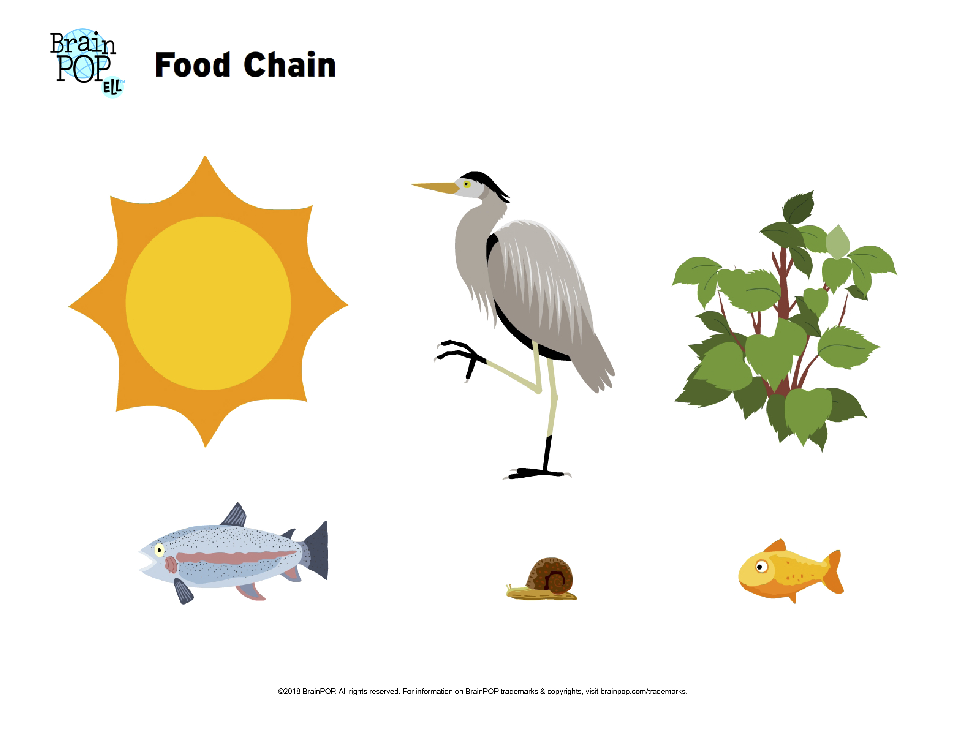Food Chain Image Worksheet  Brainpop Educators Inside Food Chain Worksheet Pdf