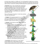 Food Chains And Webs  Esl Worksheettimothysweeney Or Food Chains And Webs Worksheet