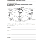 Food Webs And Food Chains Worksheet Along With Food Web Worksheet