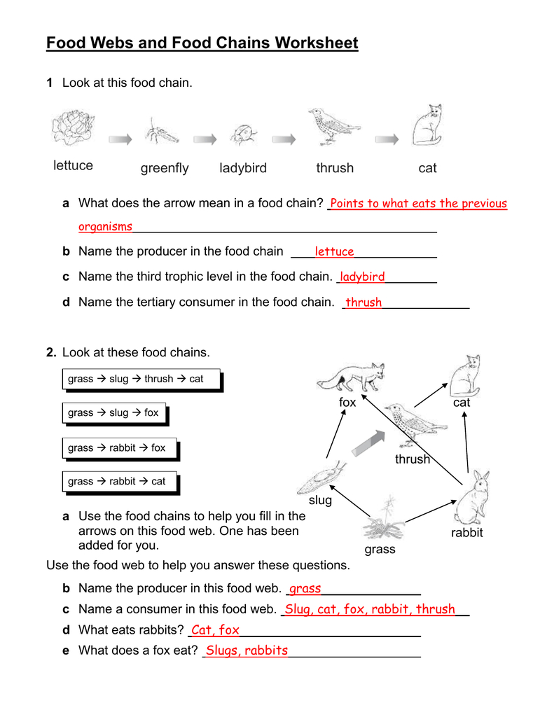 Food Webs And Food Chains Worksheet For Food Chain Worksheet Answers
