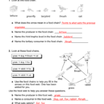 Food Webs And Food Chains Worksheet Inside Food Chain Worksheet 5Th Grade