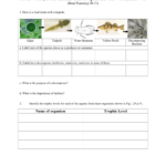 Food Webs Food Chains And Trophic Levels Worksheet V2 Along With Food Chain Worksheet Answers
