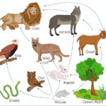 Food Webs In An Ecosystem Science Games  Legends Of Learning Pertaining To Food Web Practice Worksheet