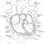 Free Blank Heart Diagram Download Free Clip Art Free Clip Art On In Human Heart Walk Thru Worksheet Answers
