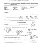 Free High School Health Worksheets Printables  Learning Sample For Regarding High School Health Worksheets Pdf