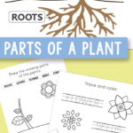 Free Printable Parts Of A Plant Worksheets  Itsy Bitsy Fun Within Plant Worksheets For Kindergarten