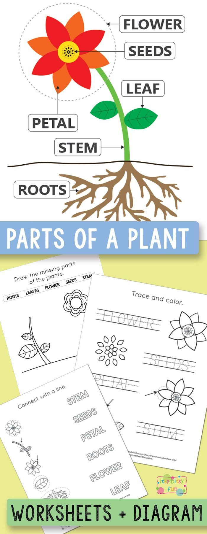 Free Printable Parts Of A Plant Worksheets  Itsy Bitsy Fun Within Plant Worksheets For Kindergarten