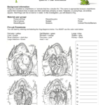 Frog Dissection Also Frog Dissection Lab Worksheet Answer Key