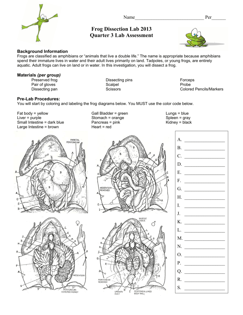 Frog Dissection And Frog Dissection Worksheet