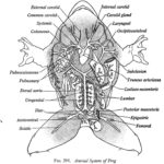 Frog Dissection Internal Anatomy – Brixham Images For Frog Dissection Worksheet