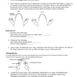 Frog Dissection Lab Also Frog Dissection Lab Worksheet Answer Key
