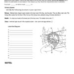 Frog Dissection Worksheet Answers 5Th Grade Math Worksheets Writing Or Frog Dissection Worksheet Answers